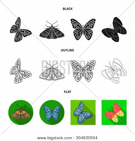 Vector Design Of Color And Spring Symbol. Collection Of Color And Fly Stock Symbol For Web.
