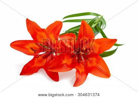 Orange  Lily Flower Isolated On White Backgrouind