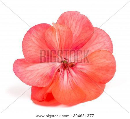 Pelargonium Flower Head Isolated On White Background