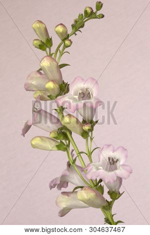 Close-up image of a Penstemon 'Freshwater Pearl'