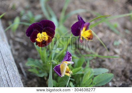 Photo Flowers Called Pansies.a Small, Undersized Plant. Beautiful, Colorful Petals.grows In Gardens 