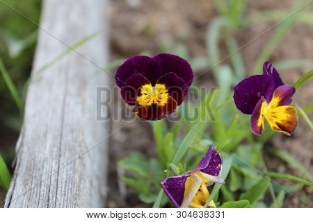 Photo Flowers Called Pansies.a Small, Undersized Plant. Beautiful, Colorful Petals.grows In Gardens 