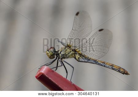 Dragonfly Aeshnidae In The Wild, Sitting On A Clothespin. Macro Photography. The Whole Dragonfly Clo