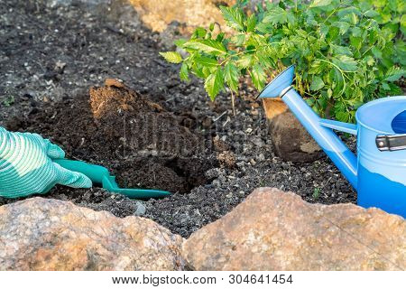 Planting Plants Astilba On Flower Bed Rockery - Digging Holes