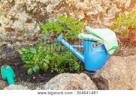 Planting Plants Astilba On Flower Bed Rockery - Done