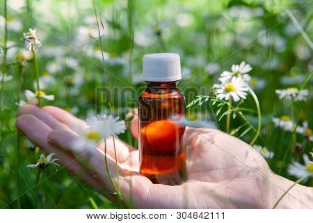 Essential Herbs, Oil And . Camomile - Natural Healing Oil. Camomile Flowers.
