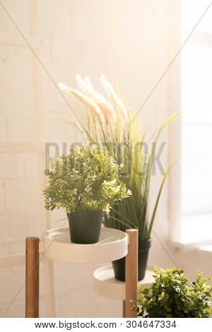 Group of flowerpots with various green domestic plants standing on round white stands in the corner by window