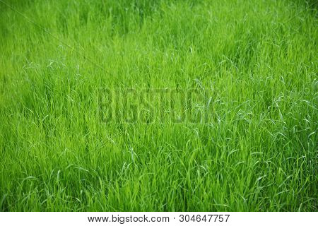 Green Background Of Untrimmed Grass, Uneven Blurred Background