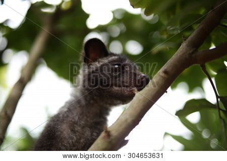 Civet Cat On Tree