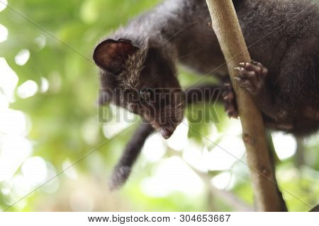 Civet Cat On Tree