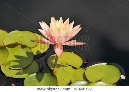 Pink Lotus alla deriva