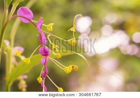 Globba Winitii  Flowers  Blooming  Look Like Swan Animal  ,spring Nature Background