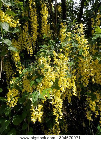 Late May Hedgerow In Southern Denmark