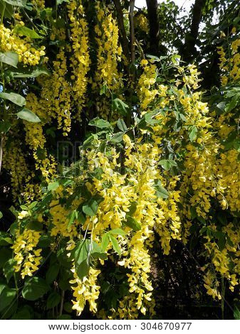 Late May Hedgerow In Southern Denmark