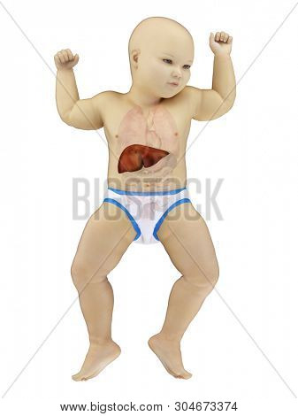 3d rendered medically accurate illustration of a babys liver