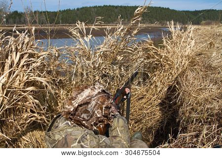 Duck Hunter Aims A Shotgun Hiding In A Blind Of Reeds On The Shore