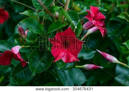 Mandevilla Bush. Red Dipladenia On Green Natural Background. Red Flower Close-up. Floral Pattern. Fl