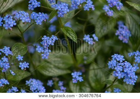 Brunnera Sibirica, Blue Flowers Forget-me-not Close Up, Blue Small Flowers On A Flower Bed