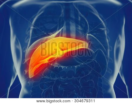 3d rendered medically accurate illustration of a mans liver