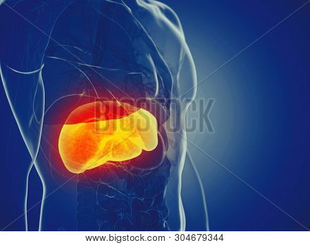 3d rendered medically accurate illustration of a mans liver