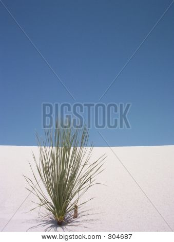 Einsame Yucca