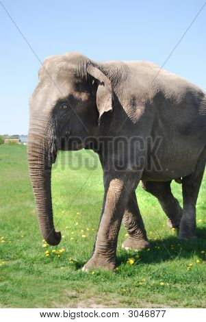 Elephant