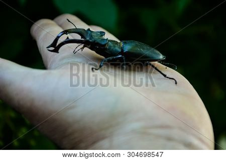 macro image of big stag beetle on my hand (Lucanus cervus) is one of the biggest beetles in Europe. 