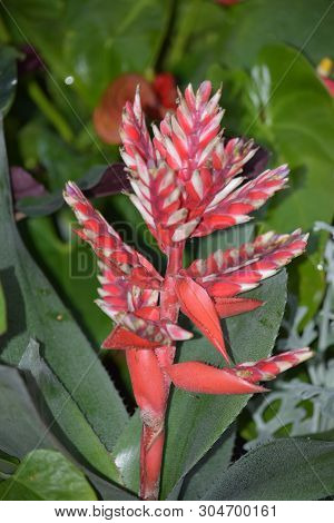 Image Of A Red Bromeliad Spathe Or Flowering Bract