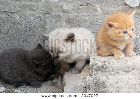 Gruppo di gattini