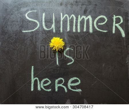 Chalk Handwritten Inscription Summer Is Here On A Black Chalkboard. Bright Yellow Dandelion Part Of 