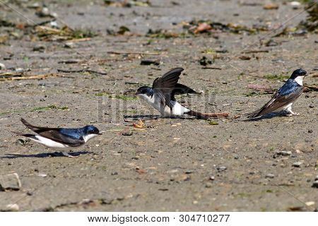 A House Martin Landing On A Mud Flat To Gather Nesting Material