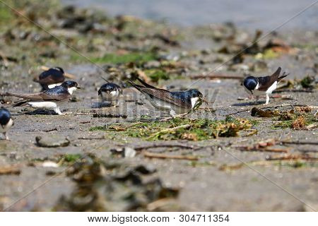 A Flock Of House Martins Collecting Mud And Algae From The Ground To Build Nests