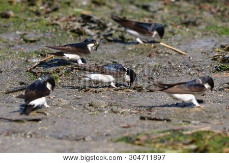 A Flock Of House Martins Collecting Mud To Construct Their Nests