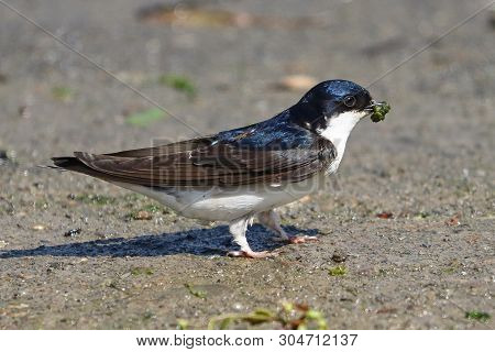 A House Martin Collecting Mud To Construct A Nest