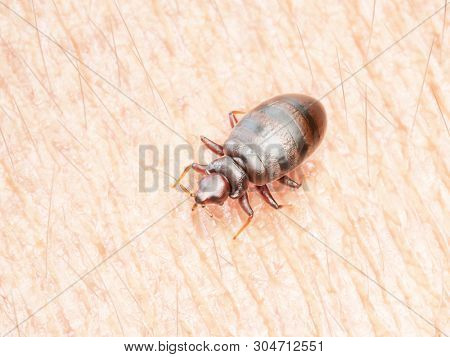 3d rendered illustration of a bed bug