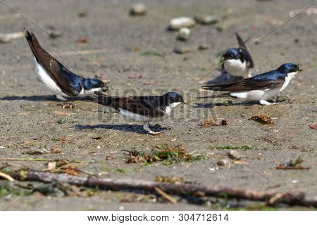 A Flock Of Four House Martins Gathering Mud From The Ground