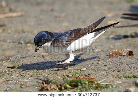 A House Martin With Mud Stuck To Its Beak As It Collects To Build A Nest