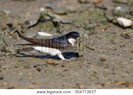 A House Martin Gathering Mud And Algae For Its Nest