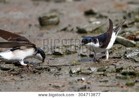 A Pair Of House Martins Collecting Mud For Their Nests
