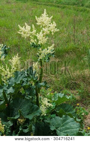 Leaves And Arrows Of Rhubarb Flowers Growing In The Garden.