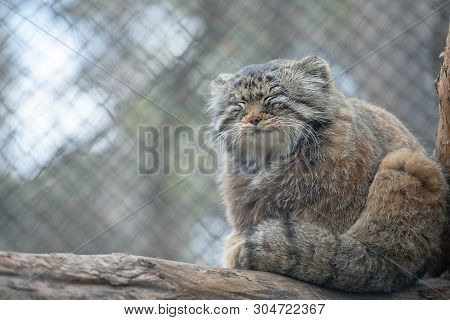 Pallas Cat (otocolobus Manul), Also Known As The Manul
