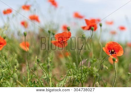 Flowers And Buds Of Poppies Growing Wild In A Field Against A Background Of Green Grass. Selective F