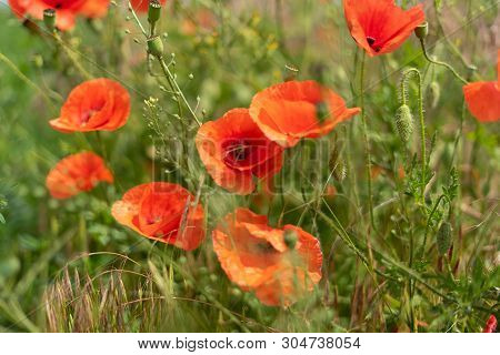 Flowers And Buds Of Poppies Growing Wild In A Field Against A Background Of Green Grass. Selective F