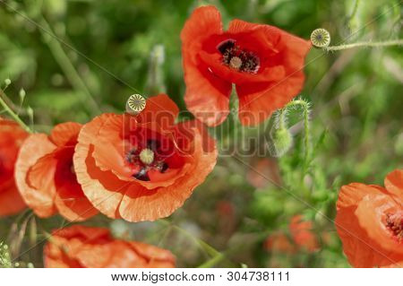 Flowers And Buds Of Poppies Growing Wild In A Field Against A Background Of Green Grass. Selective F