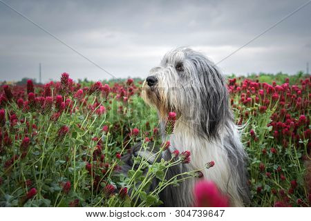 Portrait Of Bearded Collie, Who Is Sitting In Shamrock