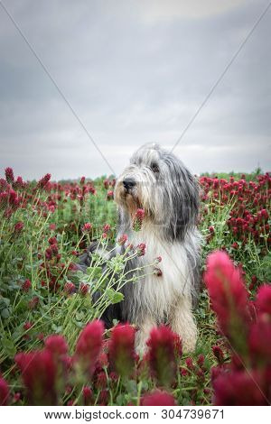 Portrait Of Bearded Collie, Who Is Hidding In Tall Pink Shamrock.