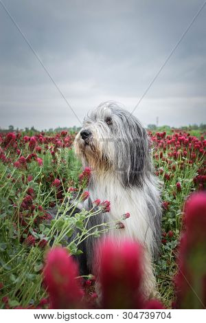 Beadrded Collie In Pink Tall Shamrock. Photo May 2019. It Was Amazing Experience. I Love Dogs But Th