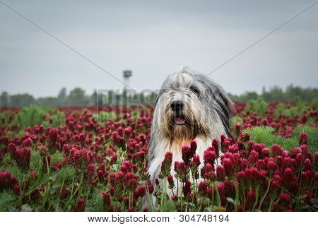 Portrait Of Bearded Collie, Who Is Hidding In Tall Shamrock
