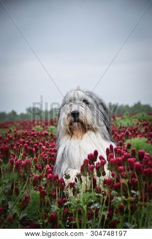 Portrait Of Bearded Collie, Who Is Standing In Tall Pink Shamrock