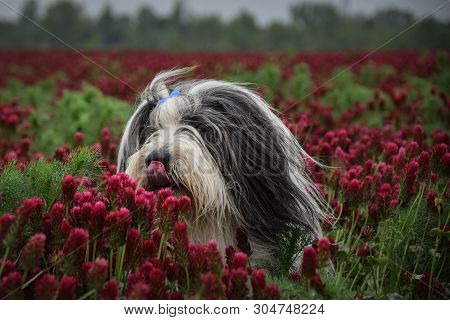 Portrait Of Bearded Collie, Who Is Hidding In Tall Shamrock